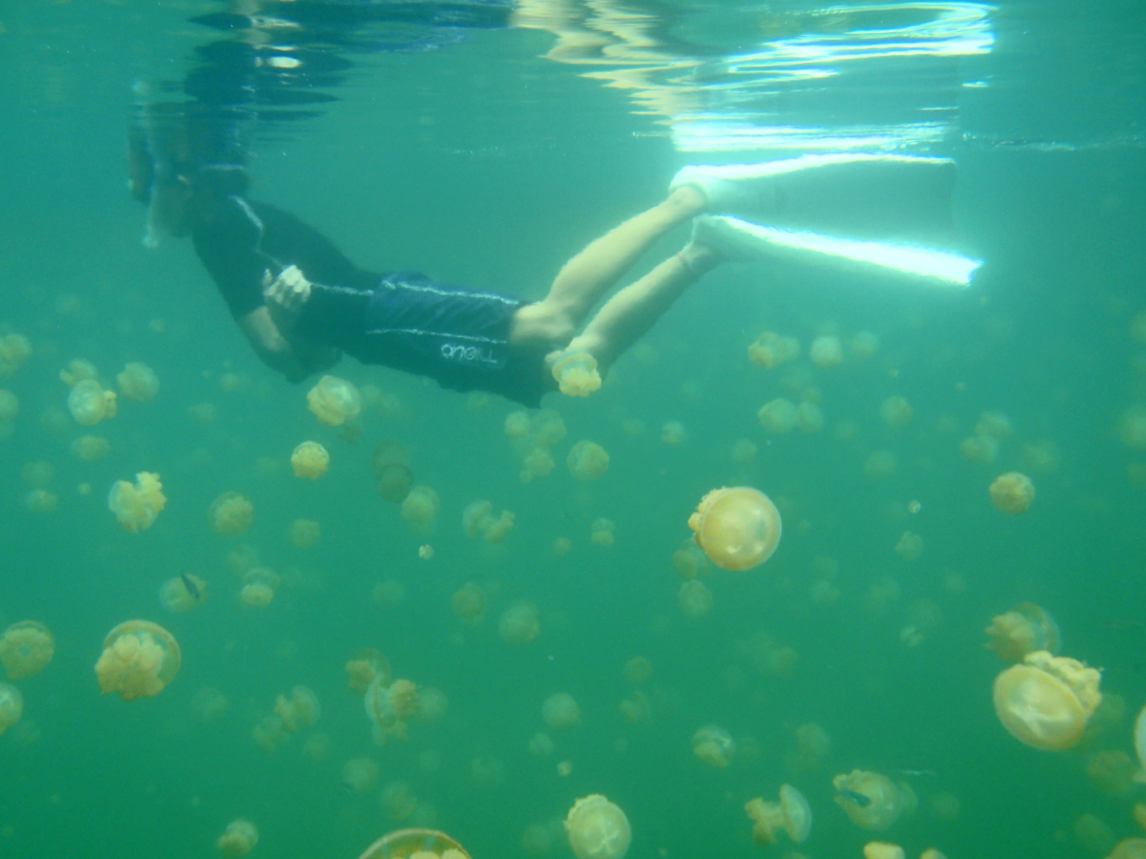 snorkeling with the jellyfish