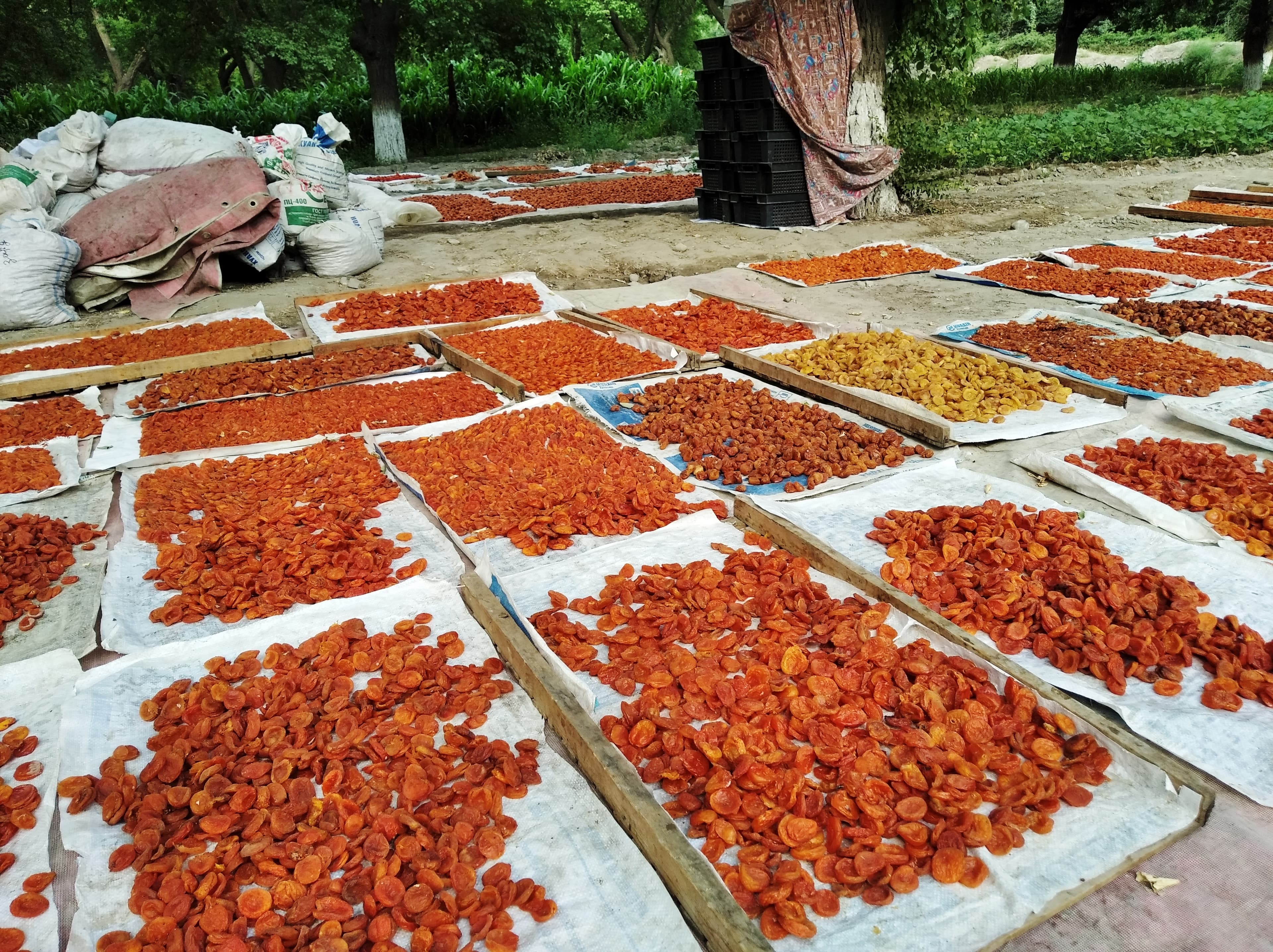 Drying apricots